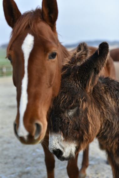 Achtsame Begegnungen mit einem Esel oder einem Pferd
Das Coaching biete ich wahlweise mit dem Poitou-Esel Charlie an seinem Stall oder mit der...